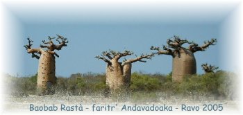 Baobab de Madagascar, photo Ravo.Madagascar 2005 © - Lyriques Evangeliques Malagasy, un site de Pensee Chretienne, webmaster Ravo Nomenjanahary Ratsimbazafy