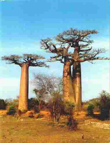 Baobab, Madagascar, photo de Ravo.Madagascar webmaster de Pensee Chretienne