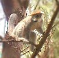 Les fameux Tsingy rouges de Diego Suarez, Madagascar, Photo Ravo.Madagascar © - Le Monde, la Terre, la Vie - Jesus Christ, avoir la vie par son nom, c est le plus important dans notre vie - Pensee Chretienne, Webmaster Ratsimbazafy Ravo Nomenjanahary, Ravo.Madagascar