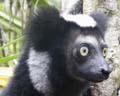 L Indri Indri le plus grand lemurien du monde