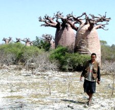 Baobab, Madagascar, Andavadoaka